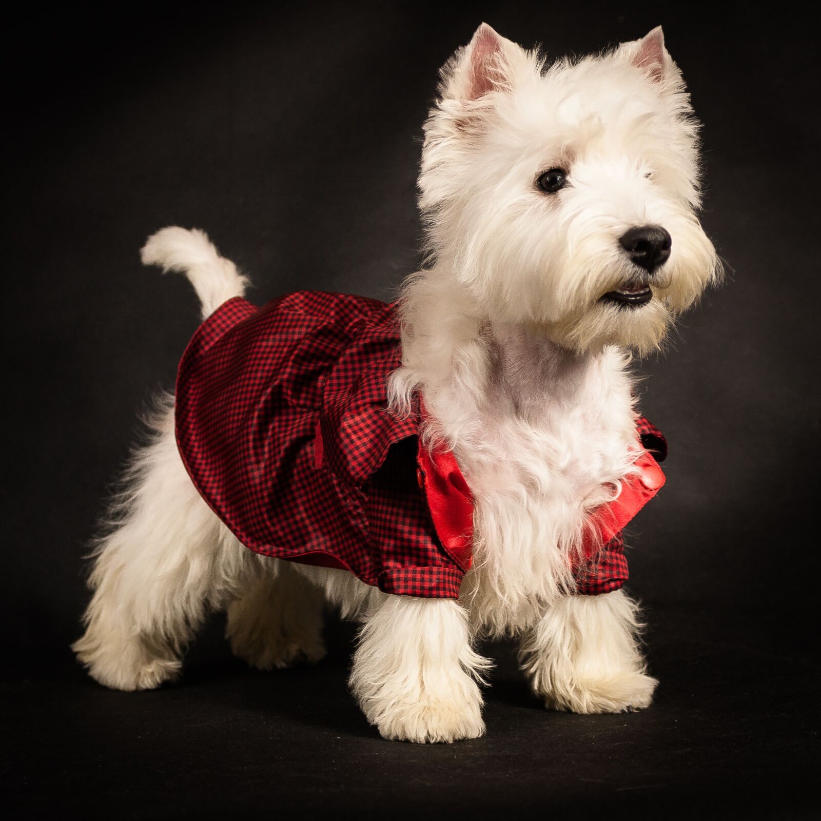 Canon EOS 40D sample photo. West haylen white terrier photography