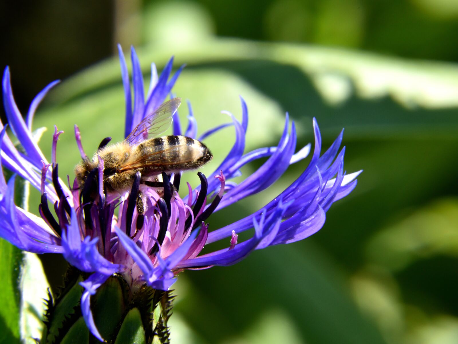 Nikon D5500 sample photo. Bee, cornflower, close up photography