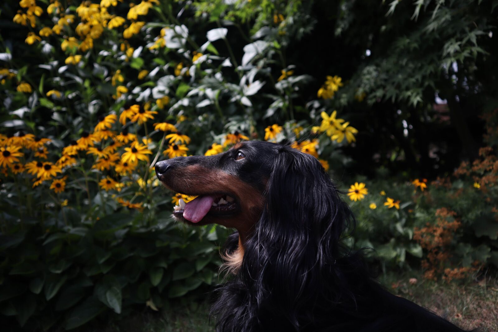 Canon EOS M50 (EOS Kiss M) sample photo. Dog, animal, pet photography