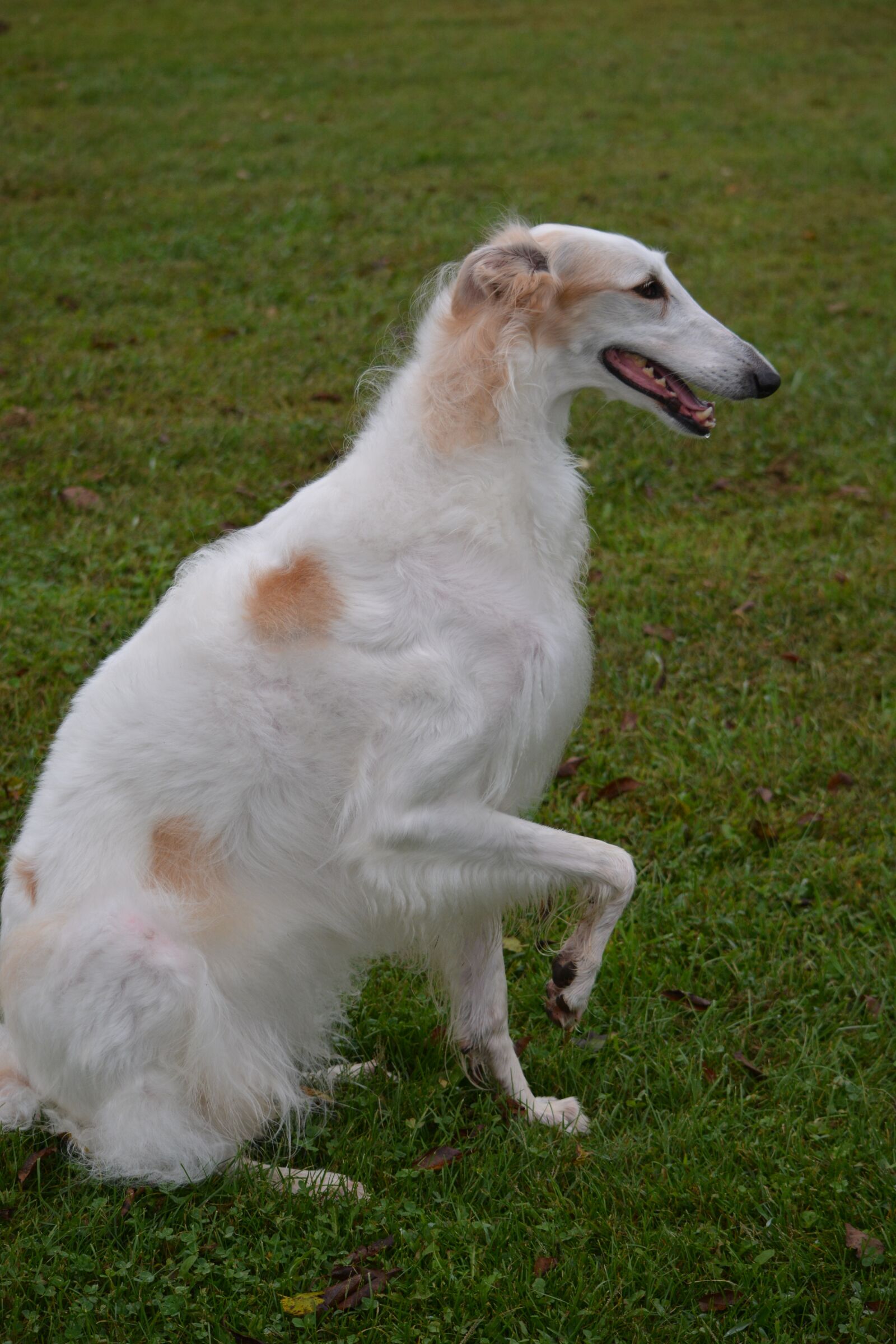 Nikon D5200 sample photo. Borzoi, russian wolfhound, breed photography
