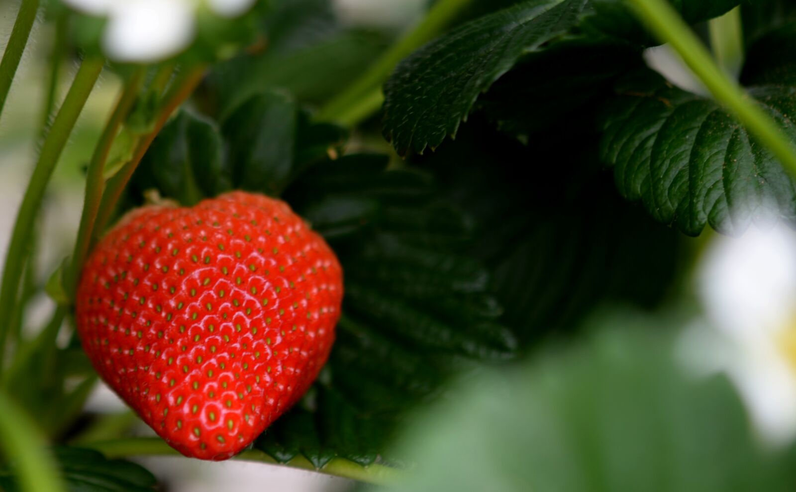 Nikon D4 sample photo. Strawberry, strawberries, fruit photography