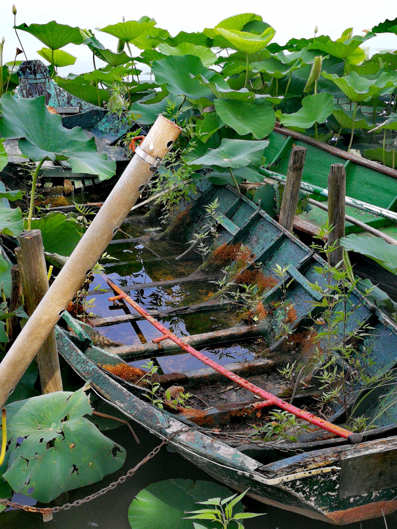 HUAWEI P10 sample photo. Boat, river, waterlilies photography