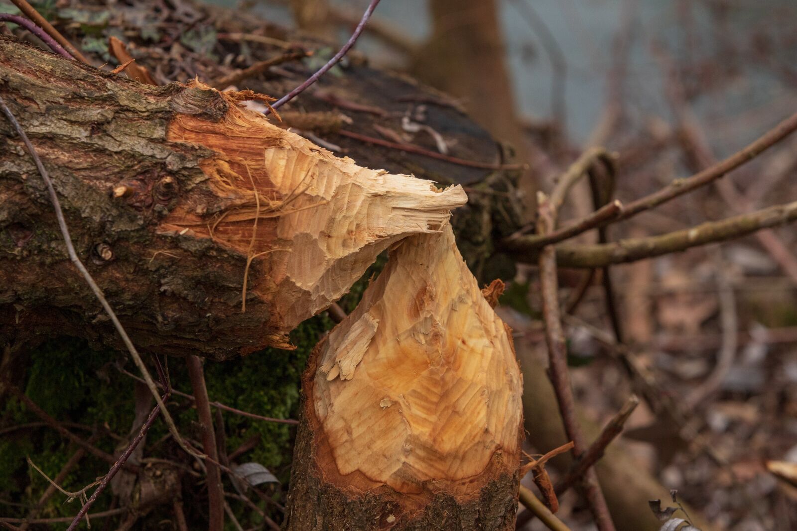 Canon EOS 6D Mark II sample photo. Wood, beaver bite, nature photography