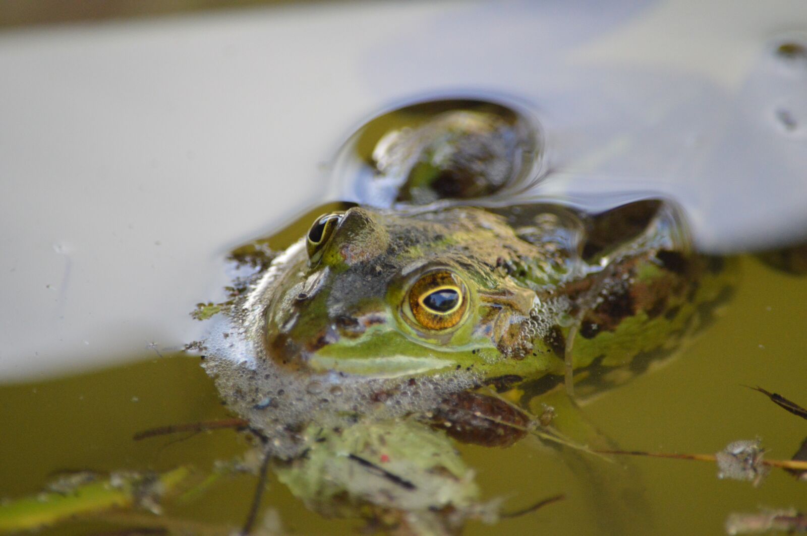 Nikon D3200 sample photo. Frog, pond, animal photography