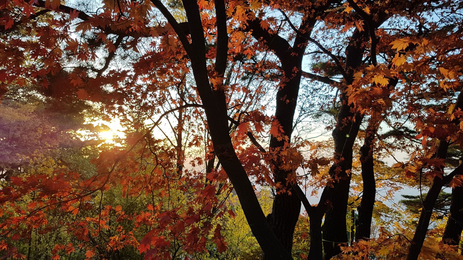 Samsung Galaxy S7 Edge sample photo. Sunset, wood, autumn leaves photography