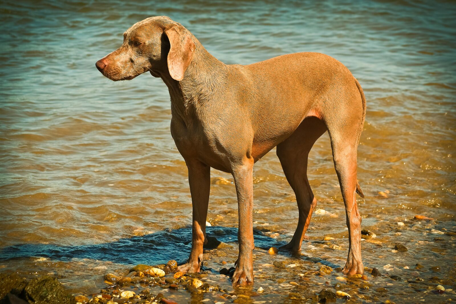Olympus OM-D E-M10 sample photo. Dog, weimaraner, animal photography