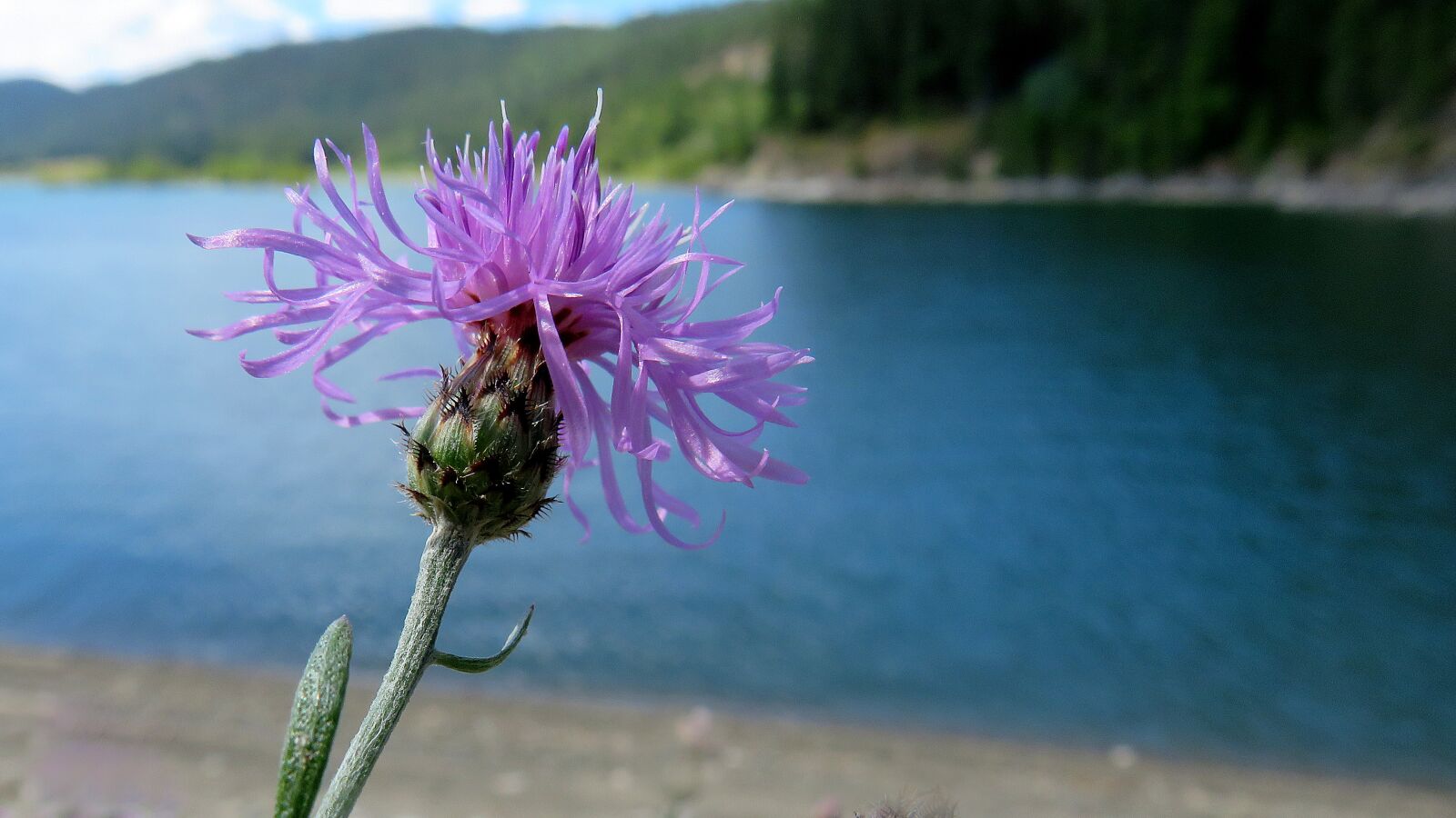 Canon PowerShot SX540 HS sample photo. Knapweed, invasive flower, landscape photography