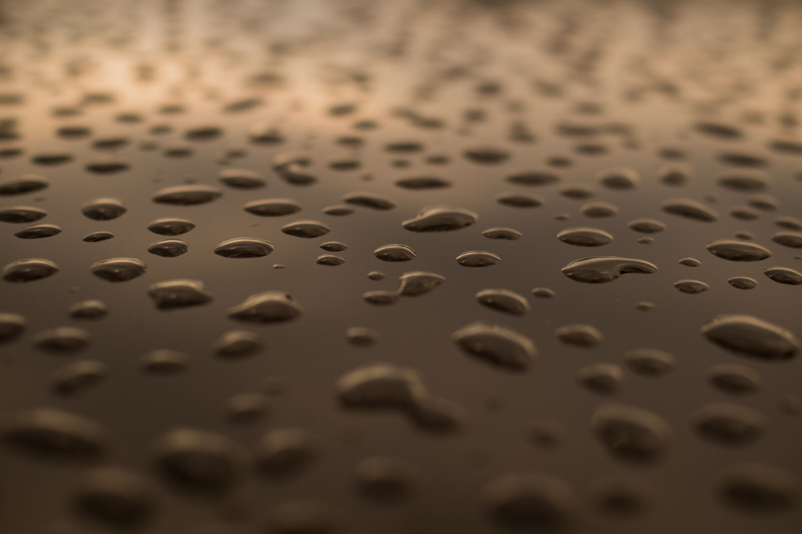 Sony DT 35mm F1.8 SAM sample photo. Raindrops, surface, drops, of photography