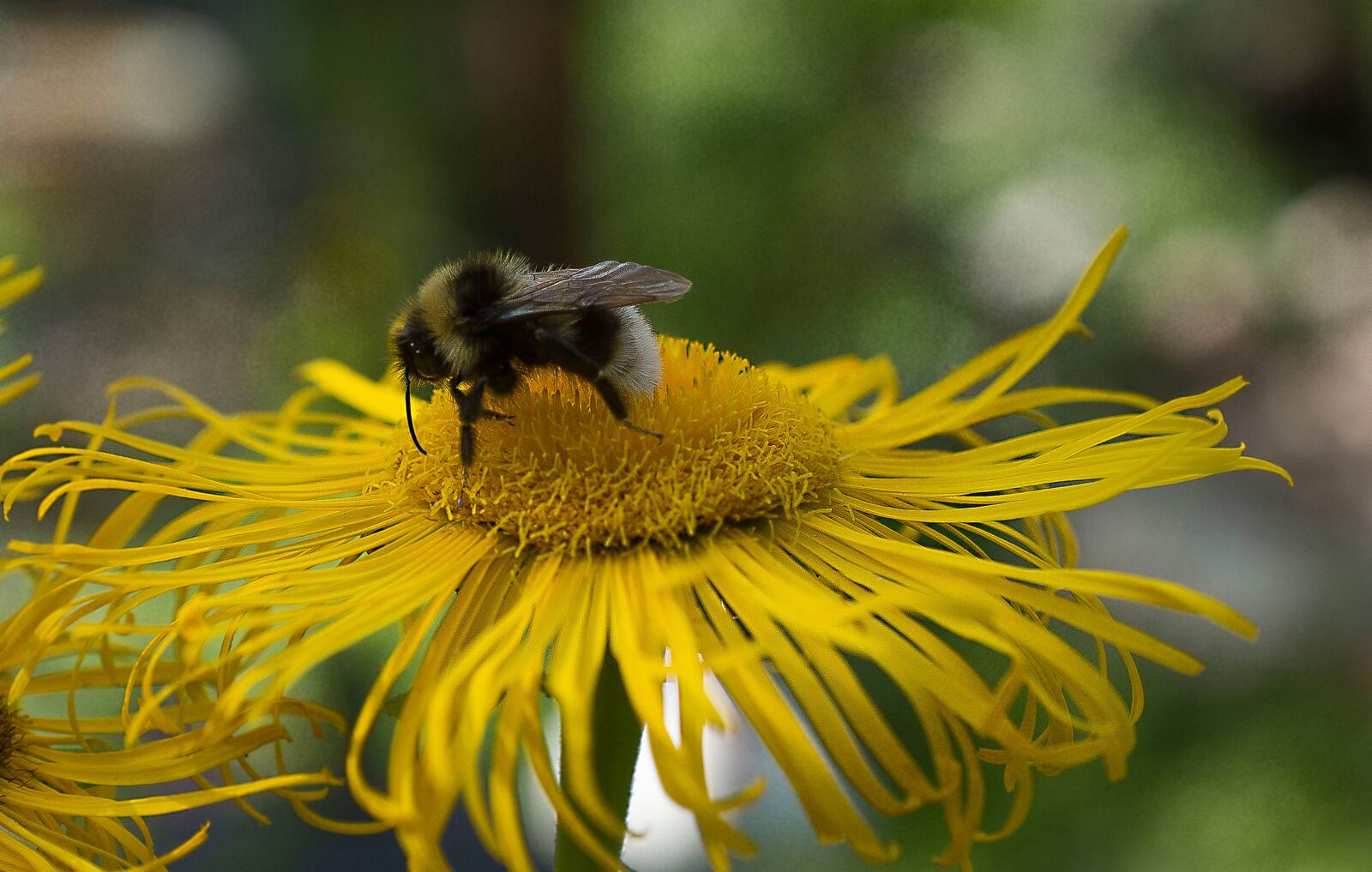 Sony SLT-A77 + Sony DT 16-50mm F2.8 SSM sample photo. Bee, garden, blossom photography