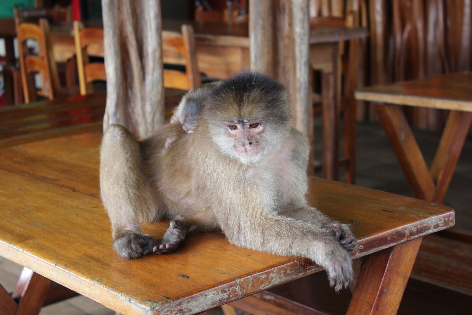 Canon EOS 1200D (EOS Rebel T5 / EOS Kiss X70 / EOS Hi) sample photo. Monkey, baby, animal photography