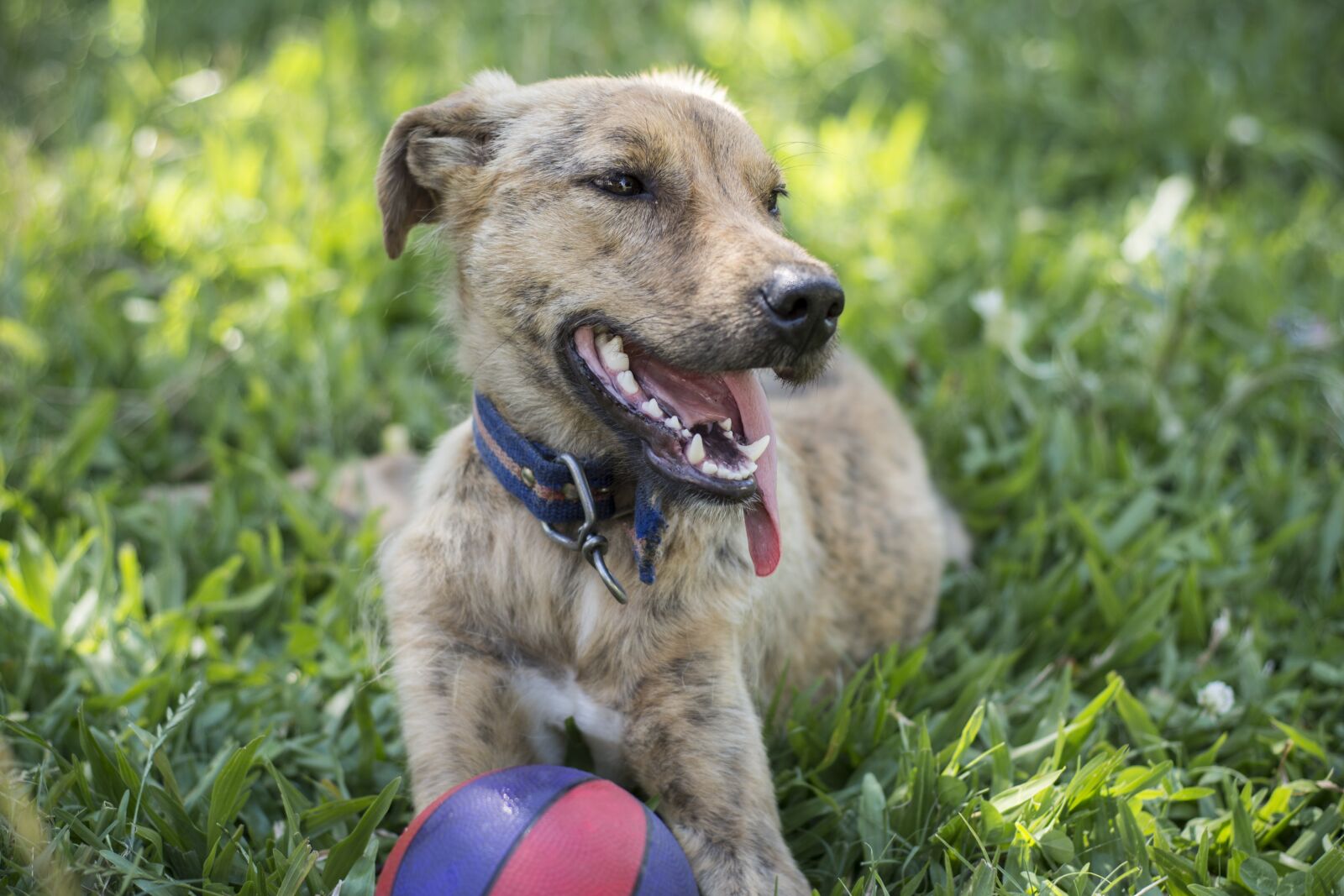 Nikon D5200 sample photo. Dog, field, animals photography