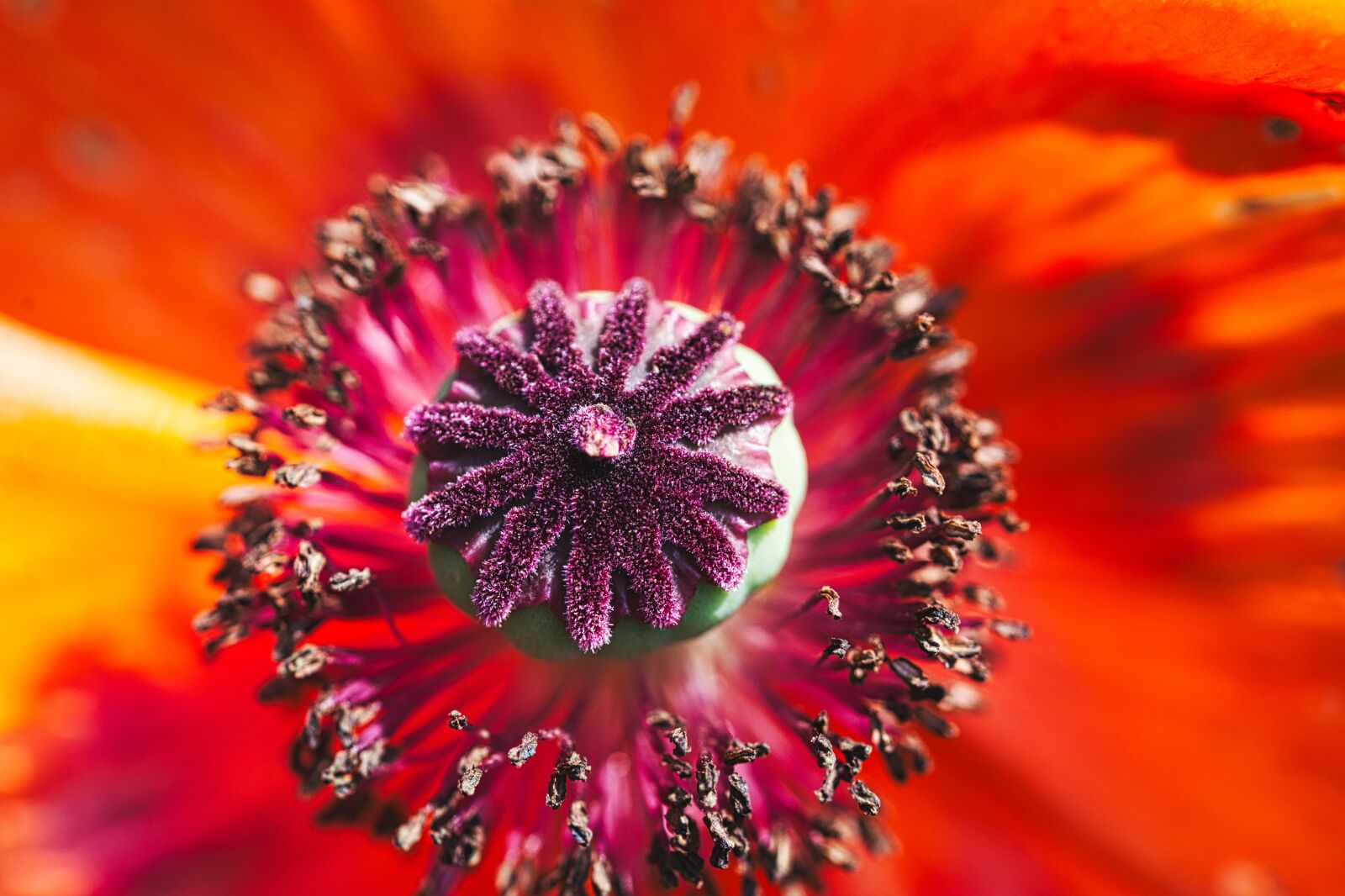 Canon EOS 6D sample photo. Poppy, blossom, bloom photography