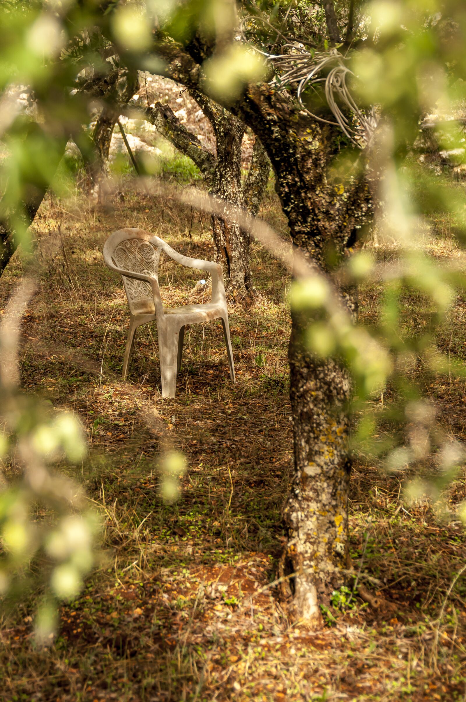 Nikon D300 sample photo. Chair, garden, nature photography