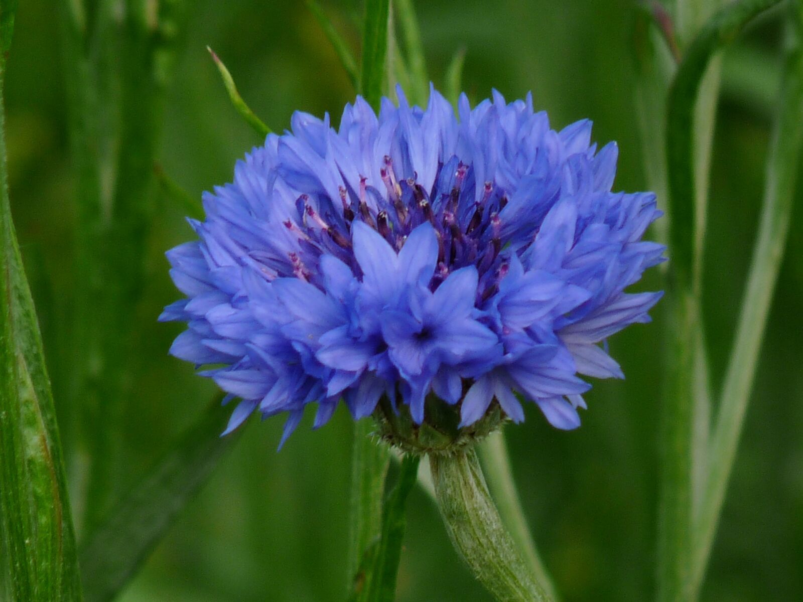 Panasonic Lumix DMC-FZ28 sample photo. Flower, green, blue photography