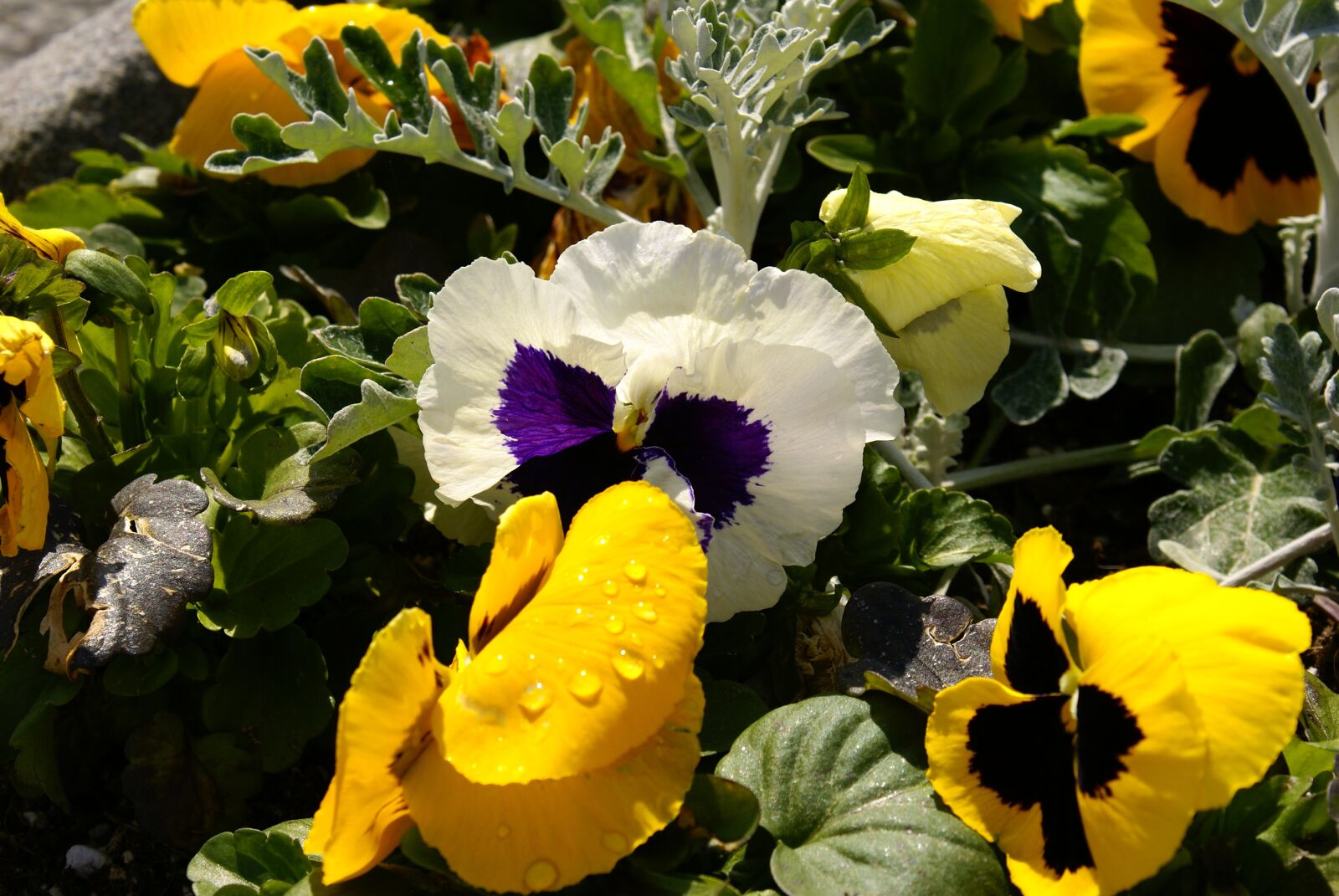 Sony Alpha DSLR-A100 sample photo. Flowers, garden, pansy photography