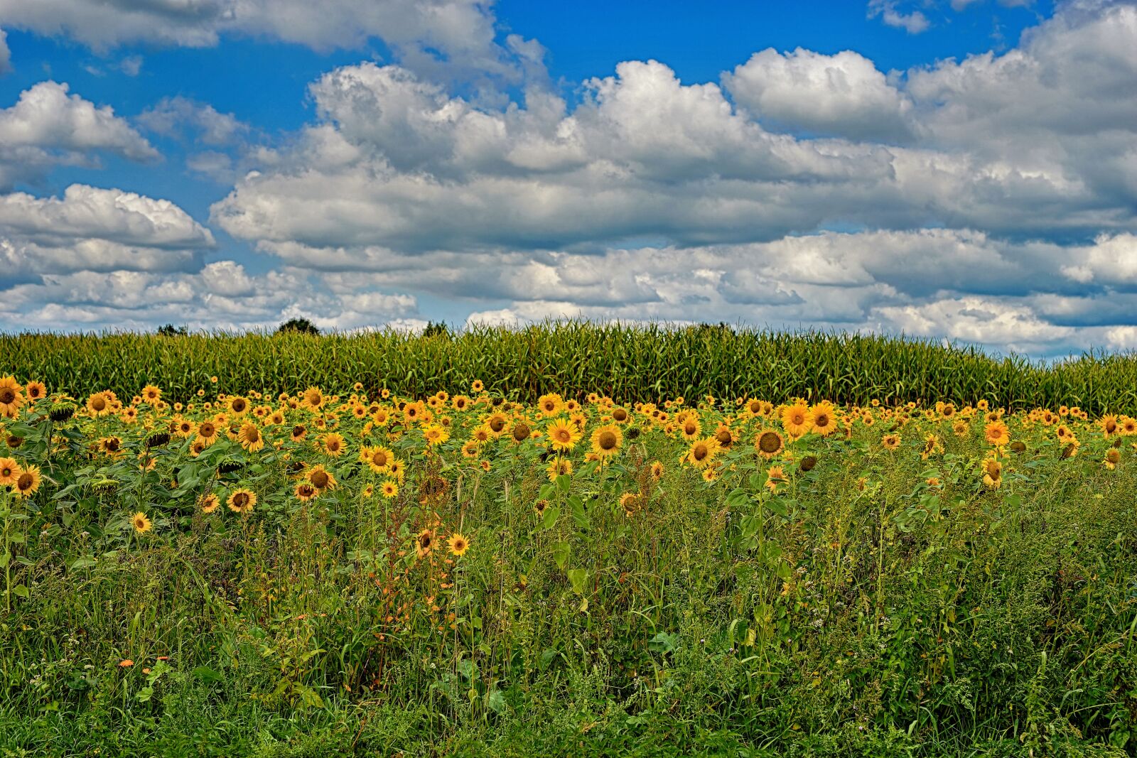 Sony a99 II sample photo. Sunflower field, flowers, yellow photography