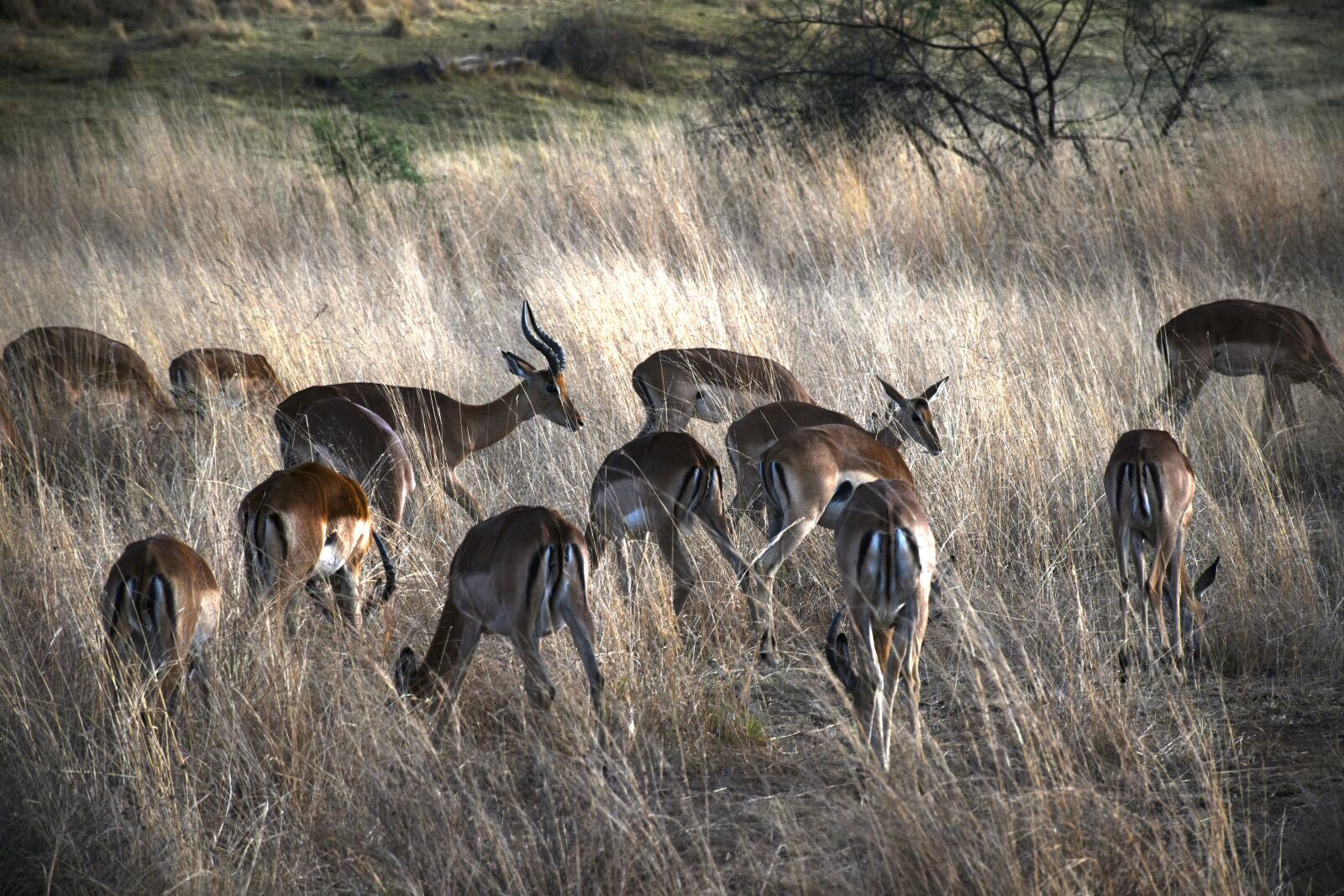 Nikon D5600 sample photo. Animals, gazelle, africa photography