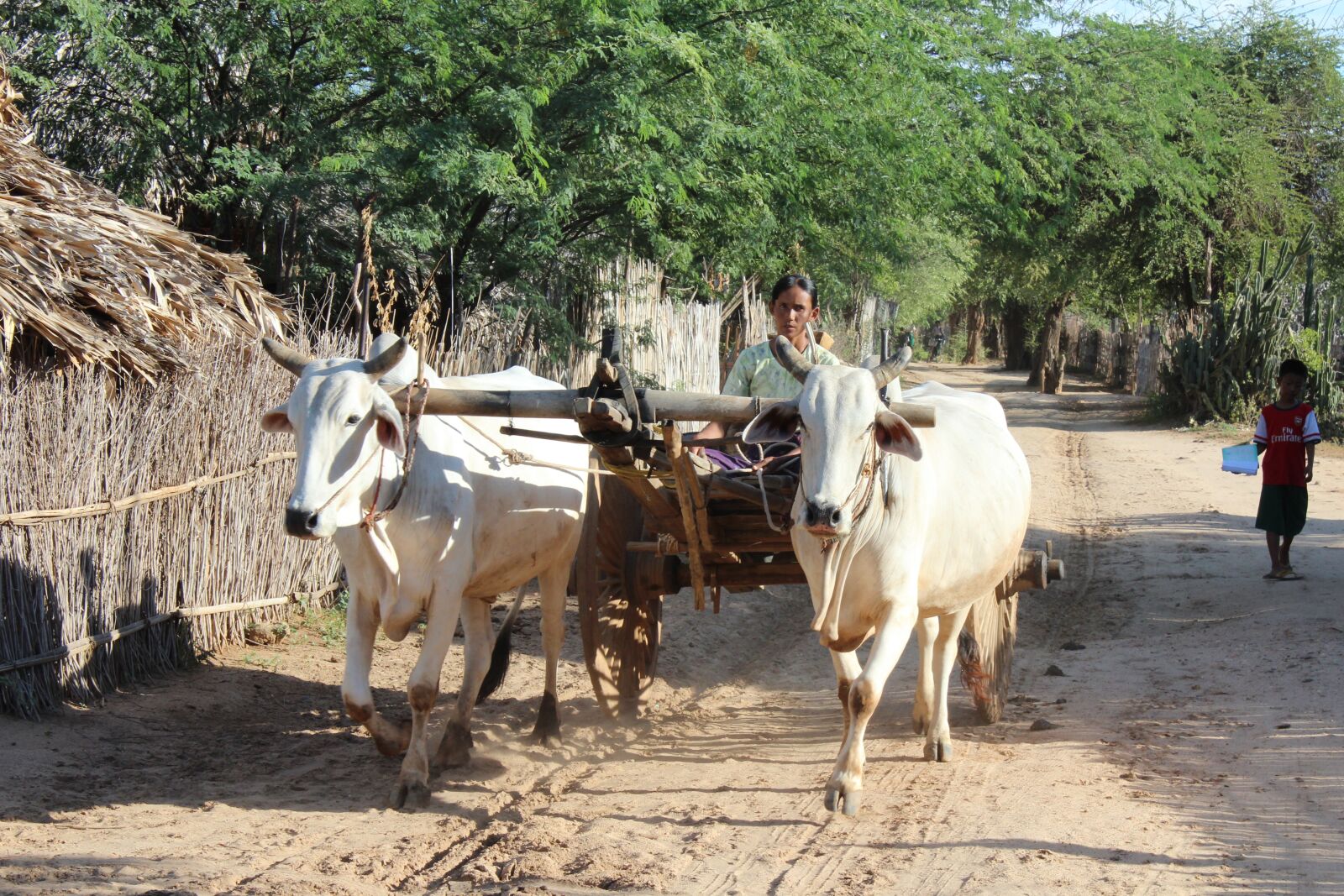 Canon EOS 600D (Rebel EOS T3i / EOS Kiss X5) sample photo. Burma, oxcart, myanmar photography