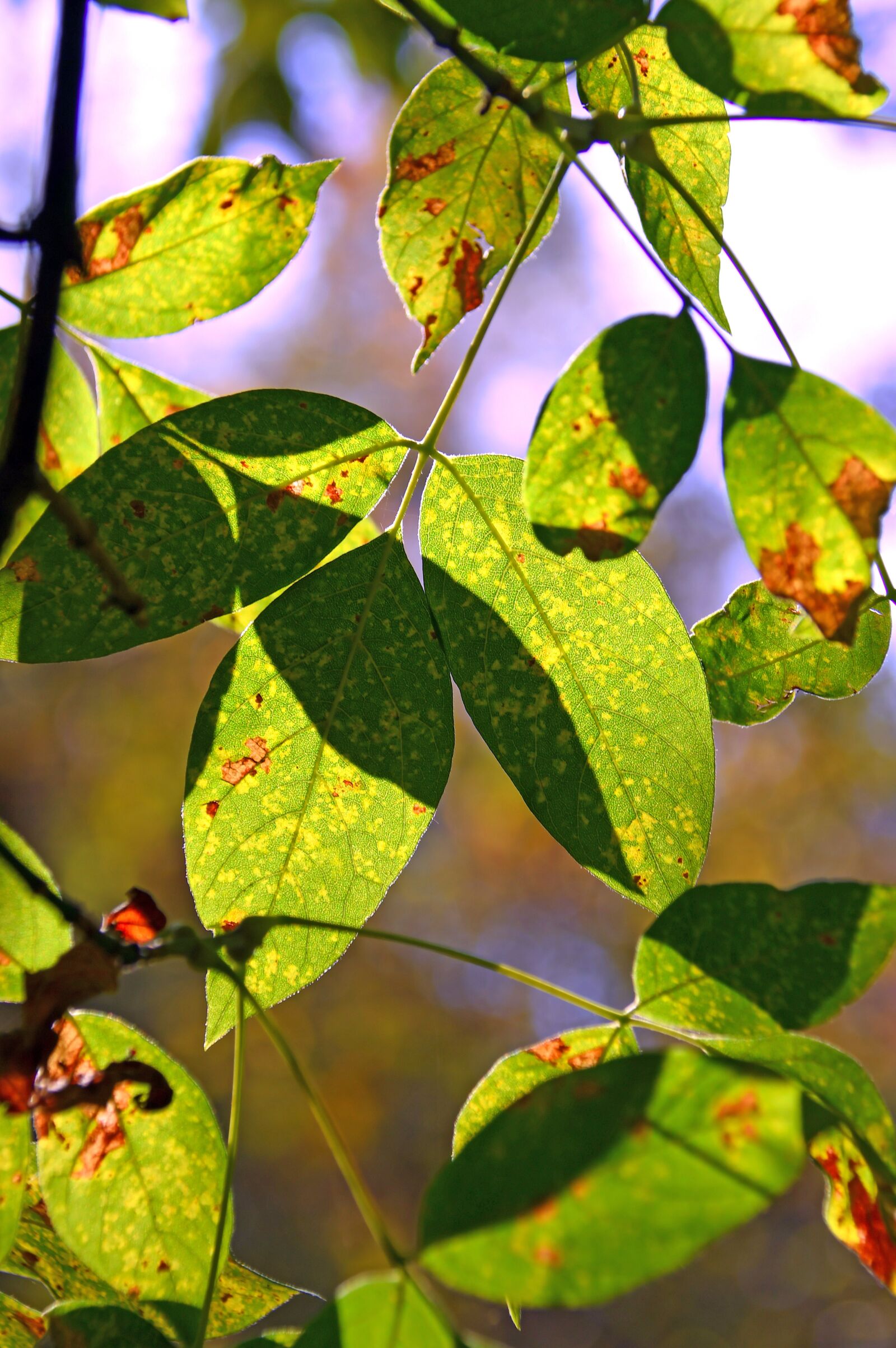 Nikon D3200 sample photo. Foliage, sunshine, shadow photography