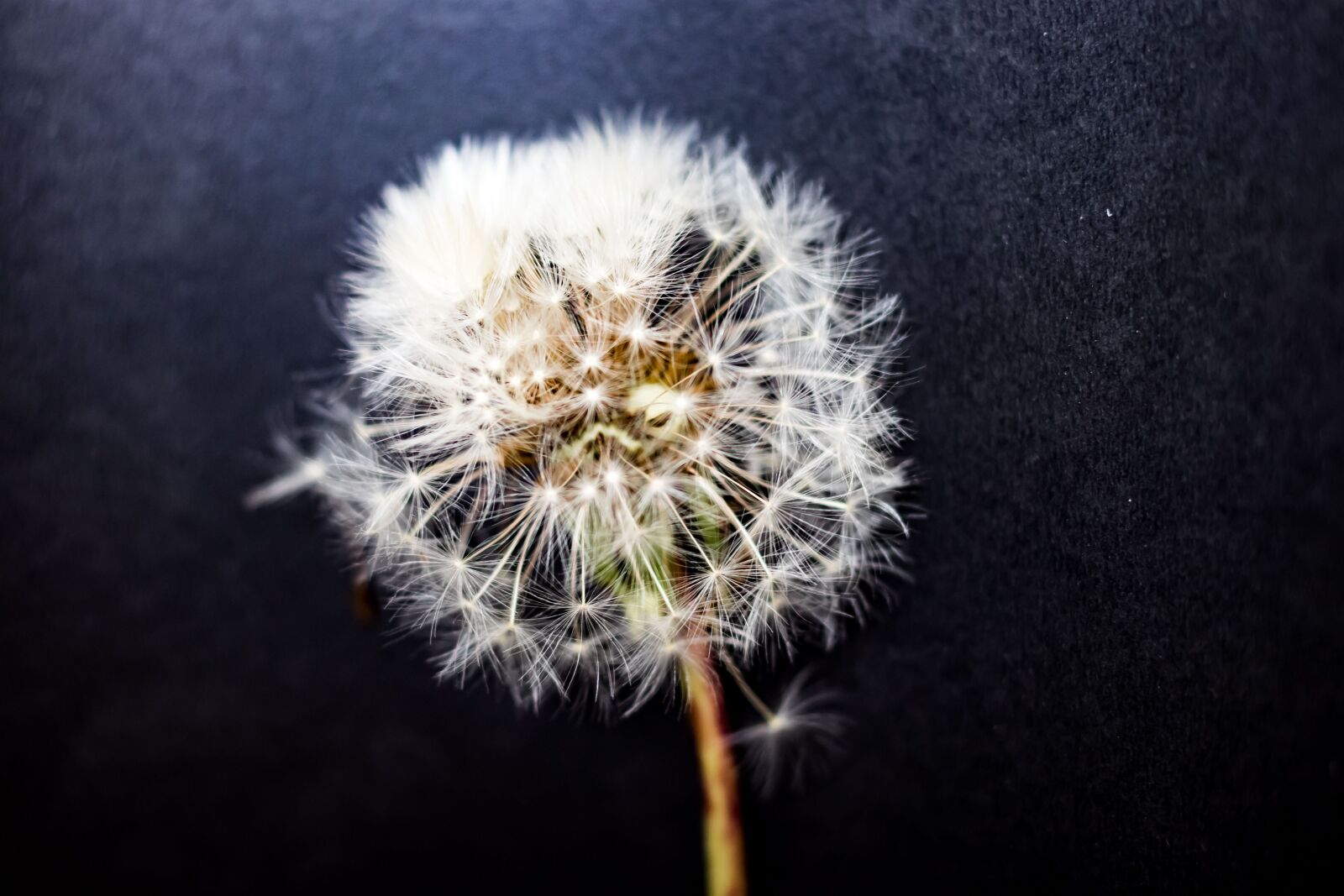 Canon EOS 80D sample photo. Gluvarce, weed, fairys photography