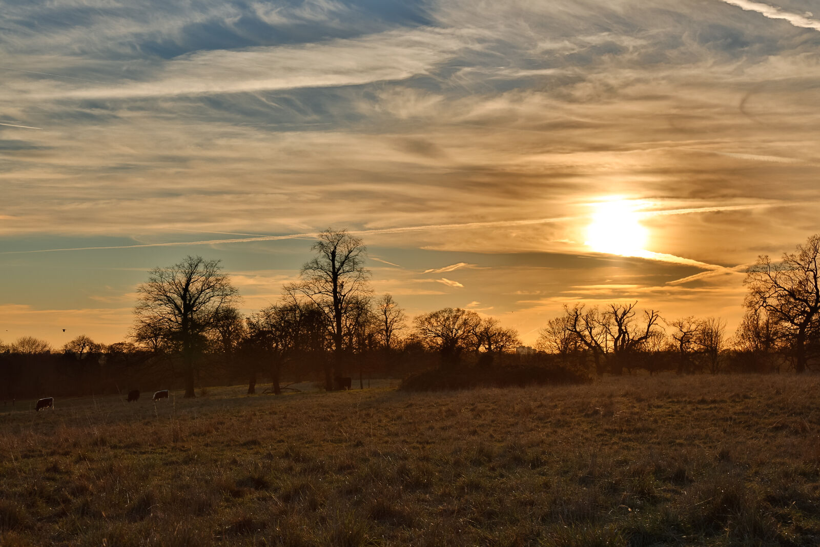 Canon EF 24-105mm F4L IS USM sample photo. Afternoon, cattle, field, sunset photography