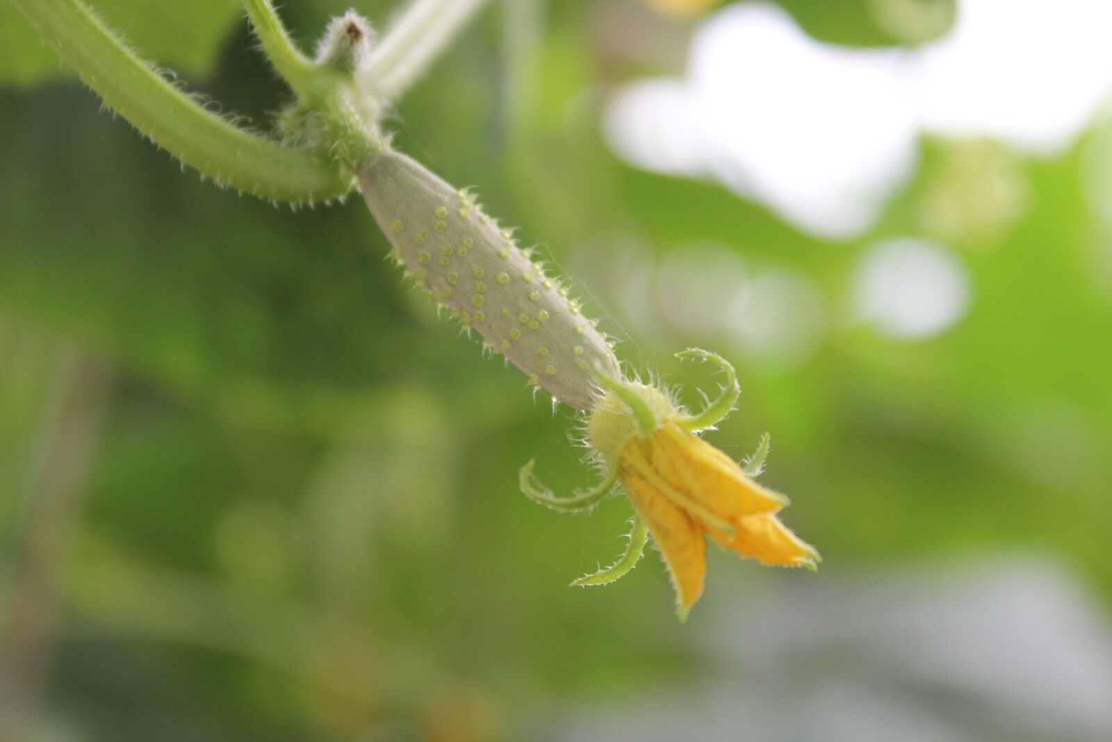Canon EOS 600D (Rebel EOS T3i / EOS Kiss X5) sample photo. Cucumber, vegetable, green photography