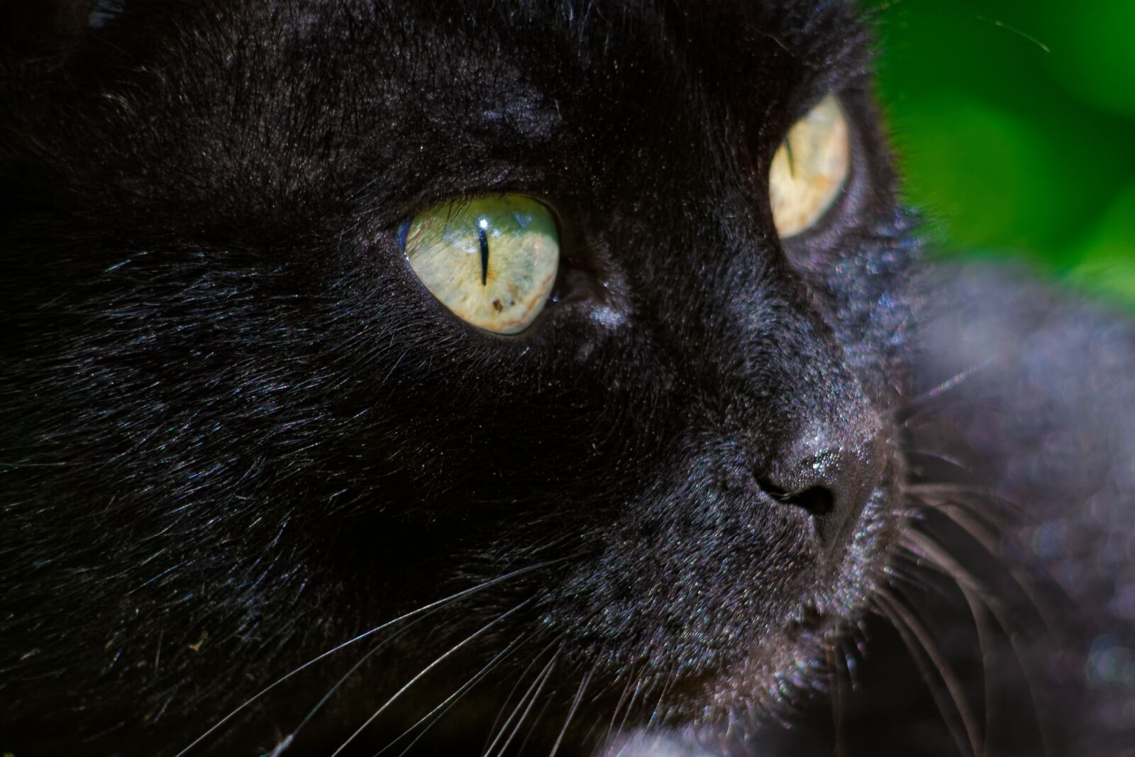 Canon EOS 1100D (EOS Rebel T3 / EOS Kiss X50) sample photo. Cat, black, eyes photography