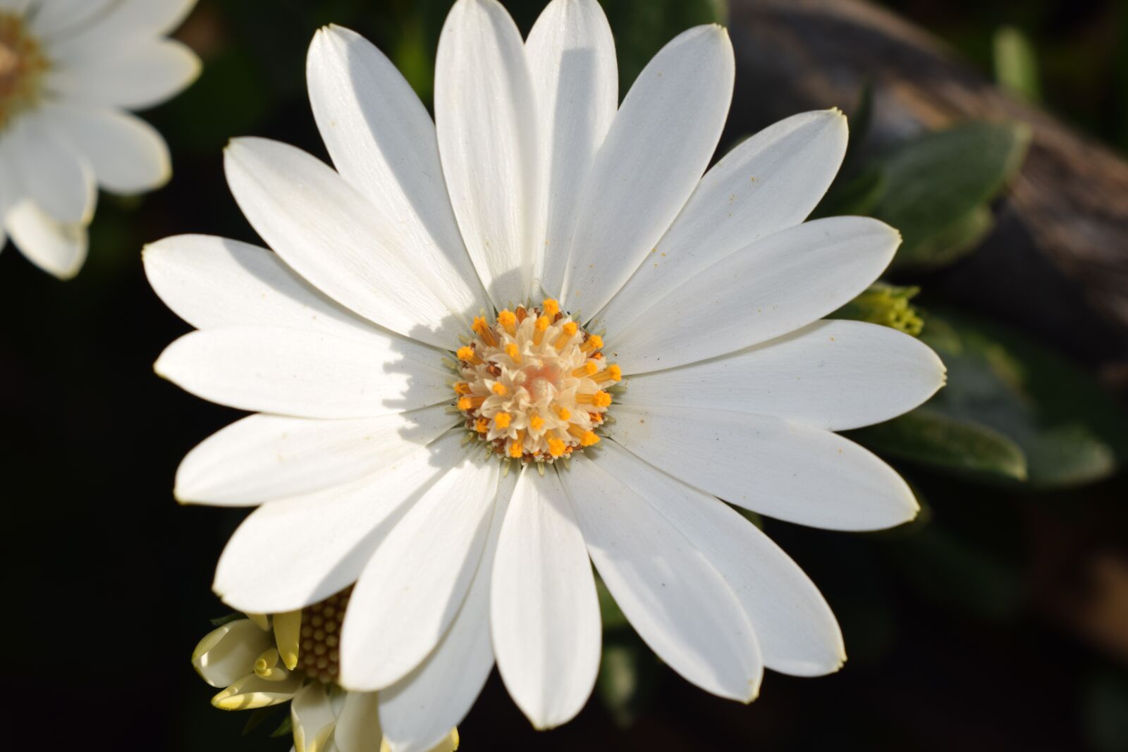 Nikon D3300 sample photo. Daisy, flowers, margaritas photography
