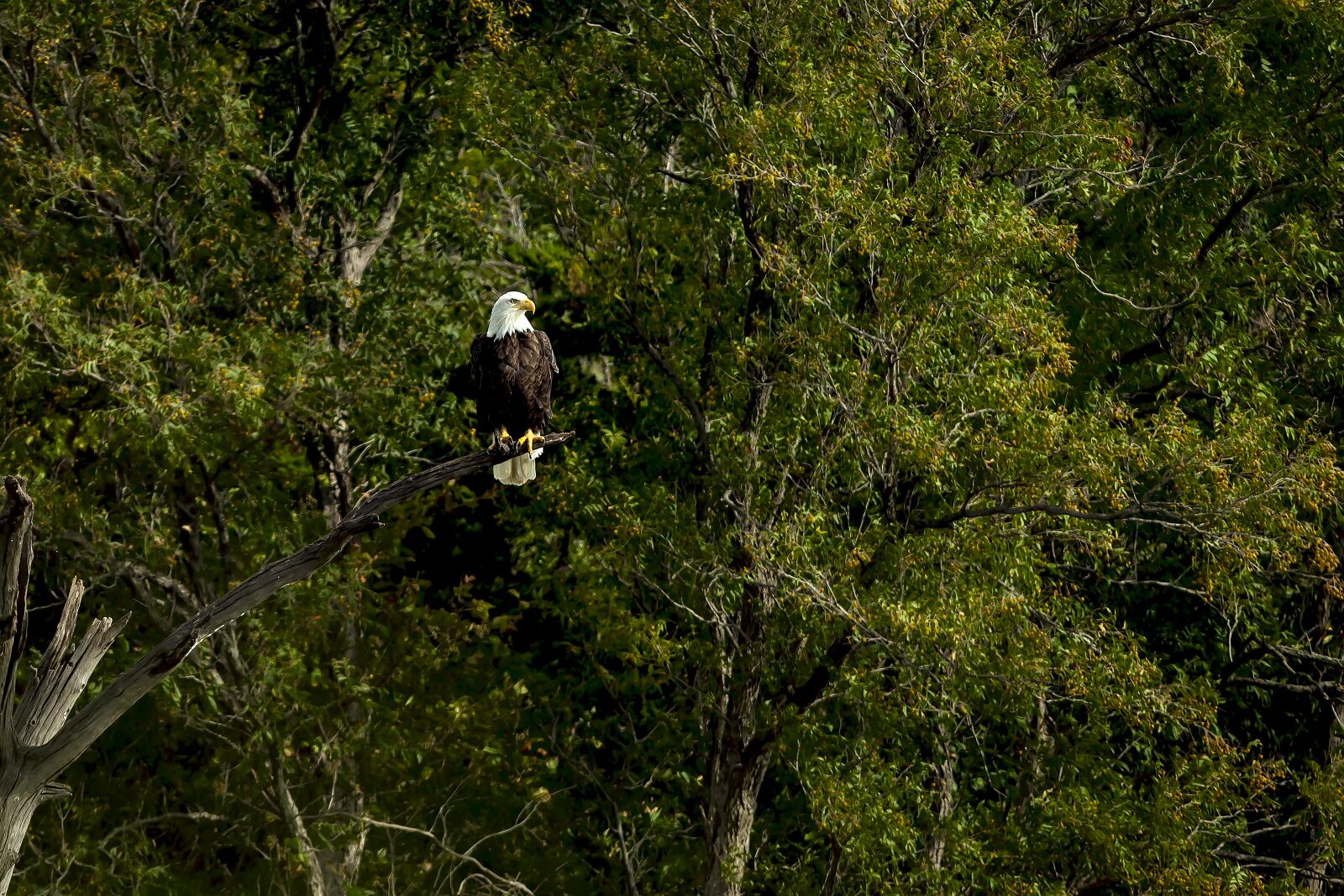 Canon EOS 5D Mark II sample photo. Eagle, trees, green photography