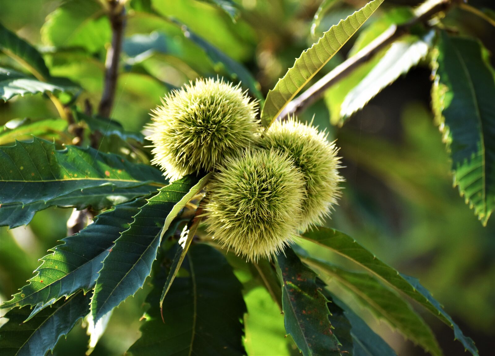 Nikon D3500 sample photo. Tree, chestnut, fruit photography
