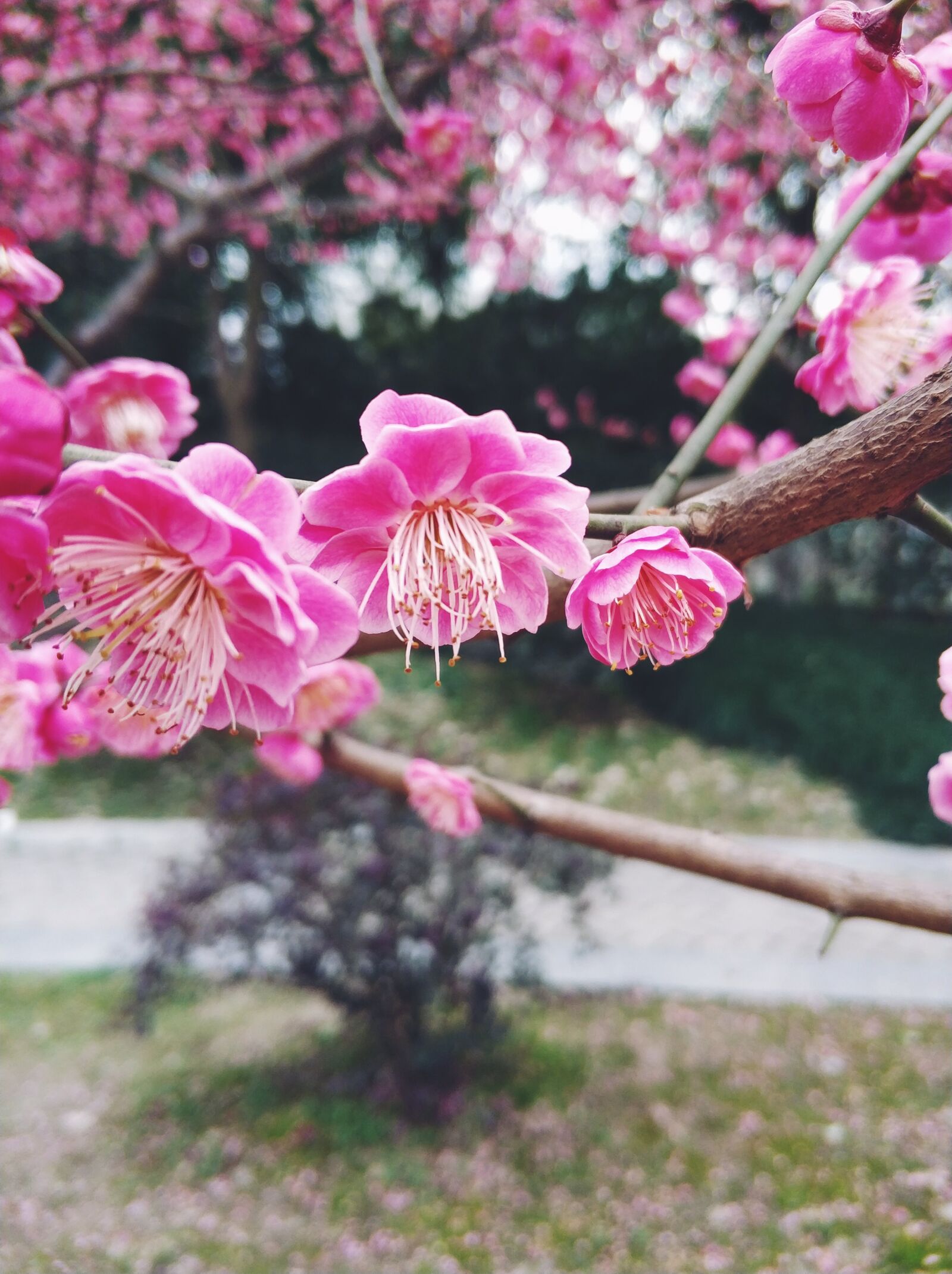 Xiaomi MI6 sample photo. Plum blossom, flower, spring photography