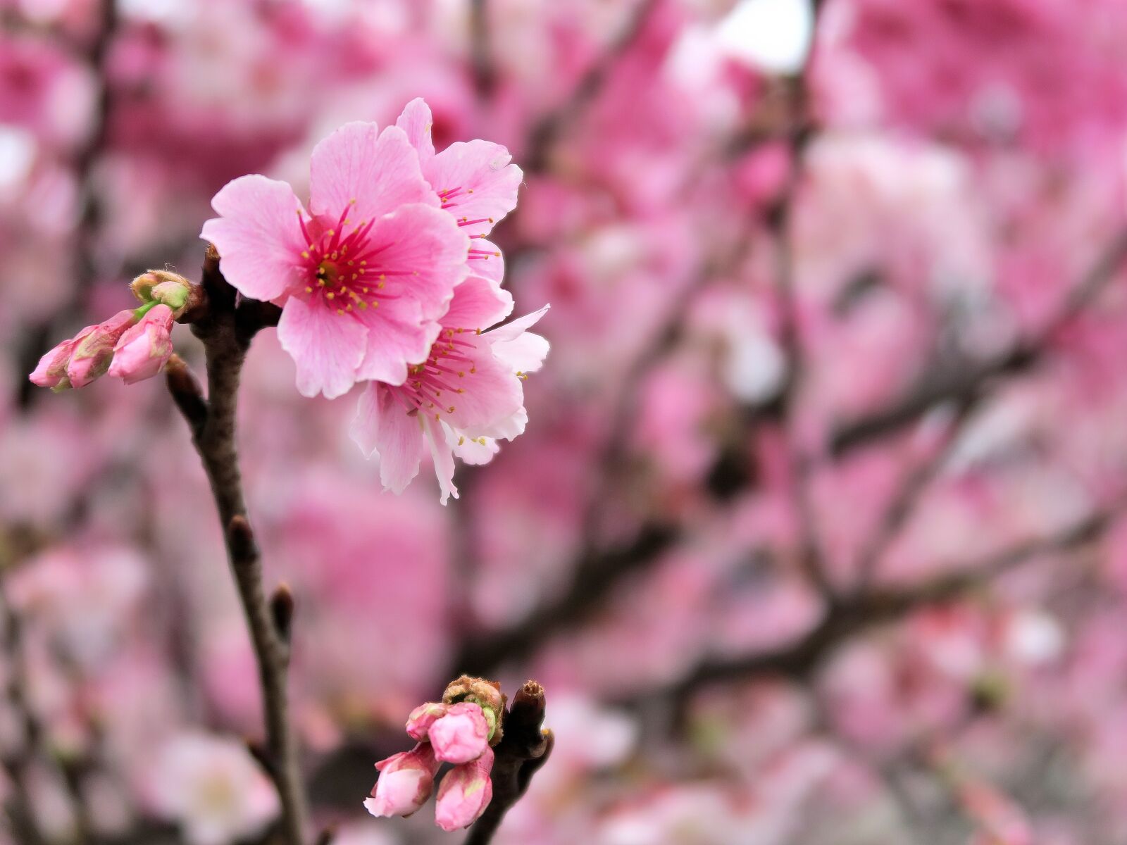 Canon PowerShot G7 X sample photo. Plant, flower, cherry blossom photography