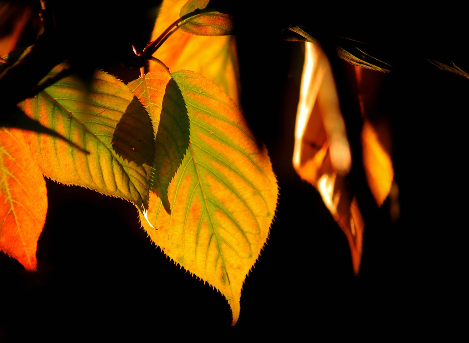 Canon EOS 500D (EOS Rebel T1i / EOS Kiss X3) sample photo. Autumn, fall foliage, leaves photography