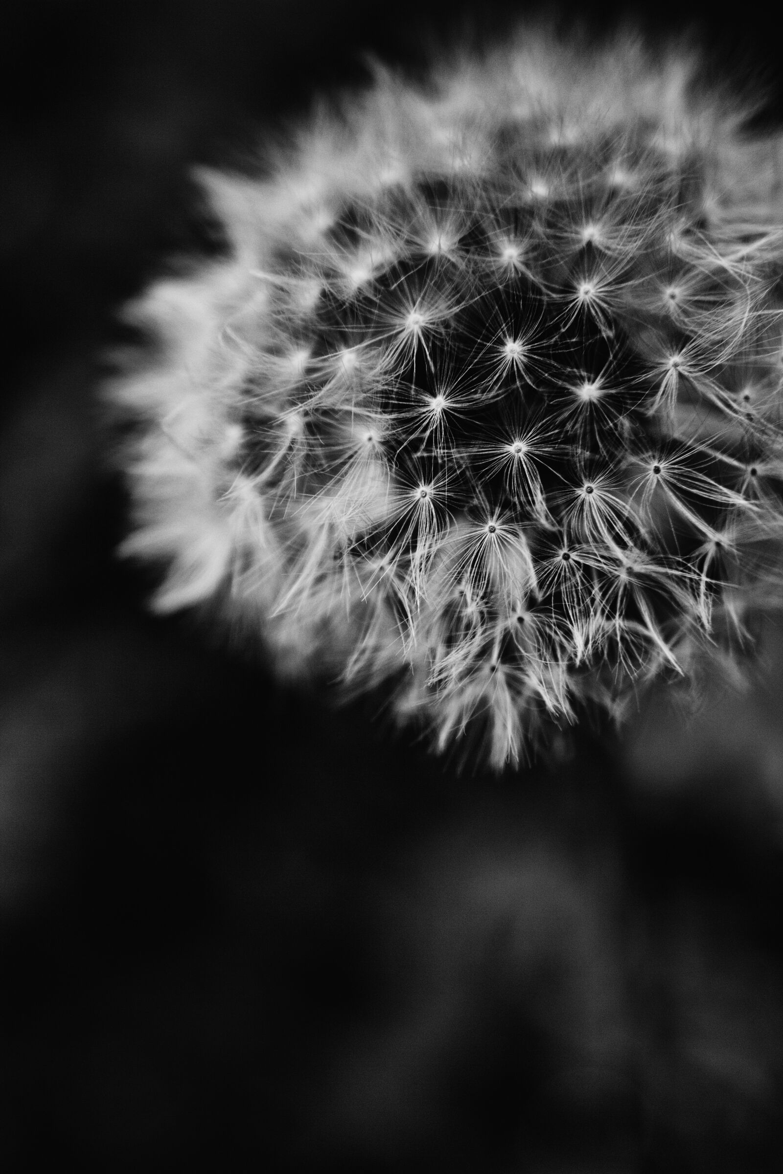 Canon EOS 550D (EOS Rebel T2i / EOS Kiss X4) sample photo. Nature, dandelion, black photography