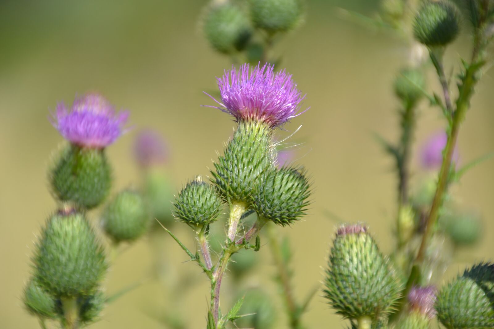 Nikon D3100 sample photo. Thistles, thistle flower, blossom photography