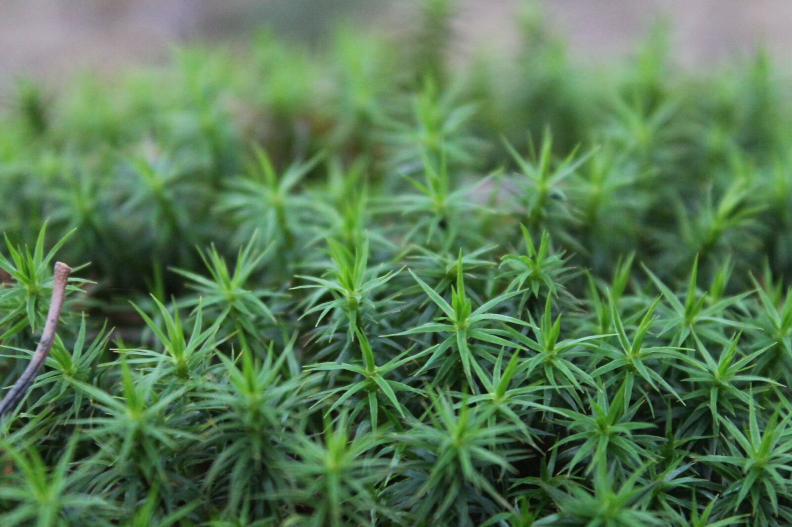 Canon EOS 1100D (EOS Rebel T3 / EOS Kiss X50) sample photo. Plants, moss, forest green photography