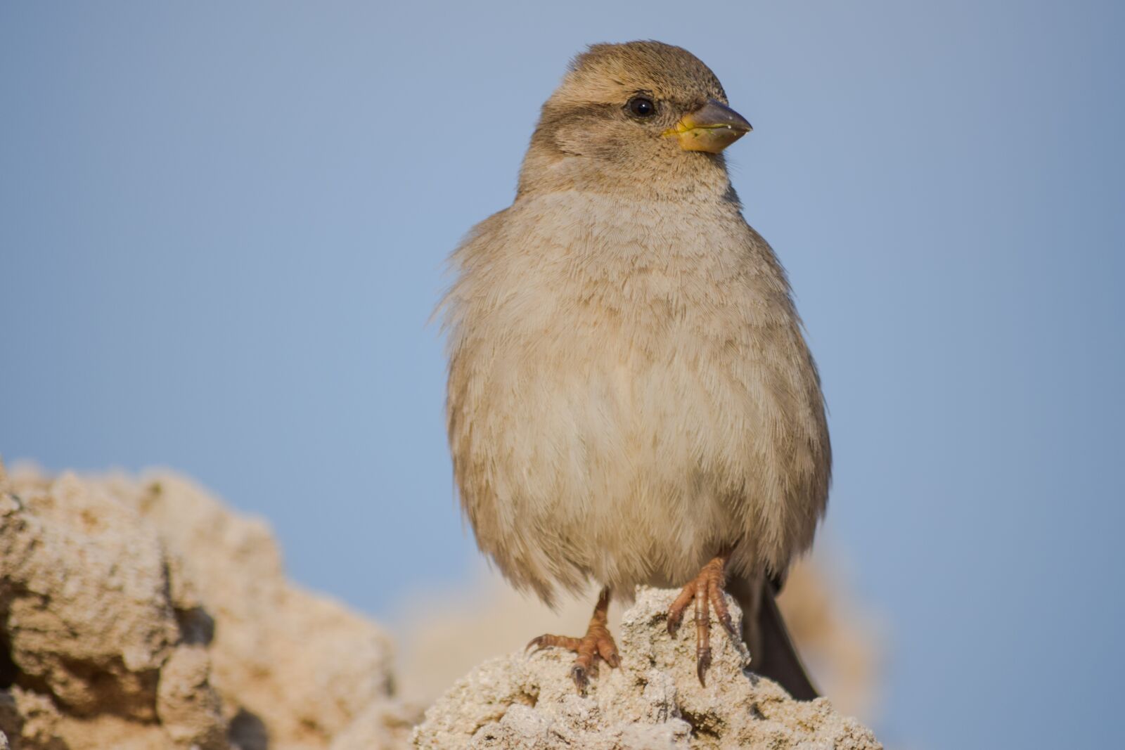Nikon D3300 sample photo. Sparrow, nature, wildlife photography