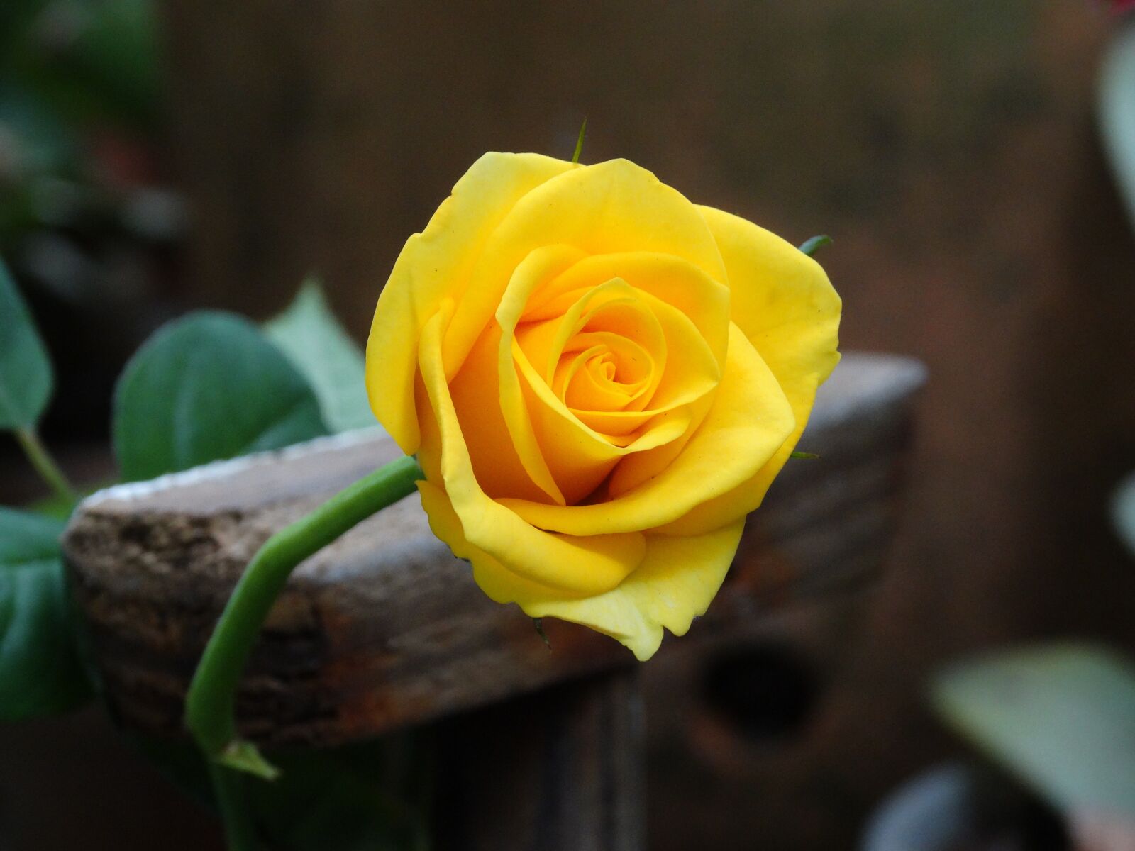 Sony Cyber-shot DSC-HX300 sample photo. Rosa, yellow, flower photography