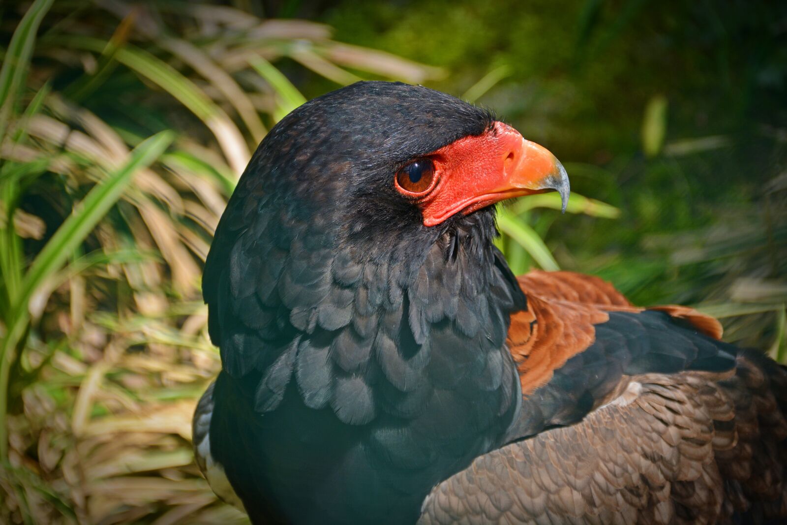 Nikon D5200 sample photo. Jester, bird, raptor photography