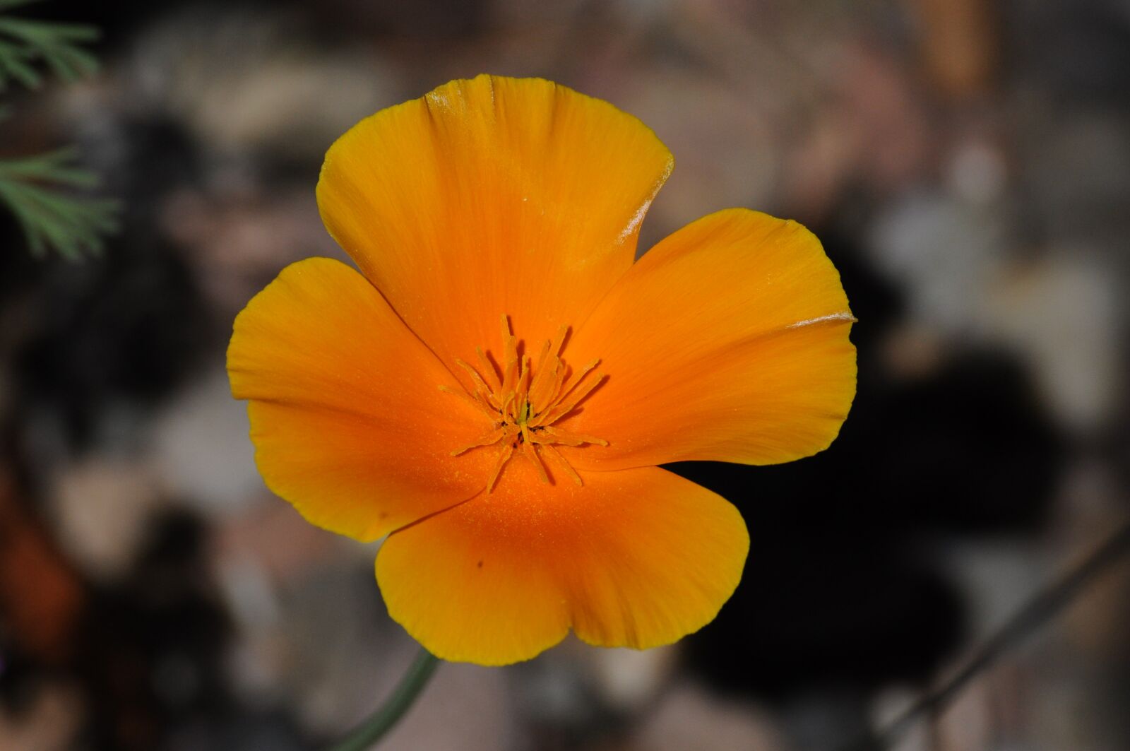 Nikon D5000 sample photo. Flower, blossom, bloom photography