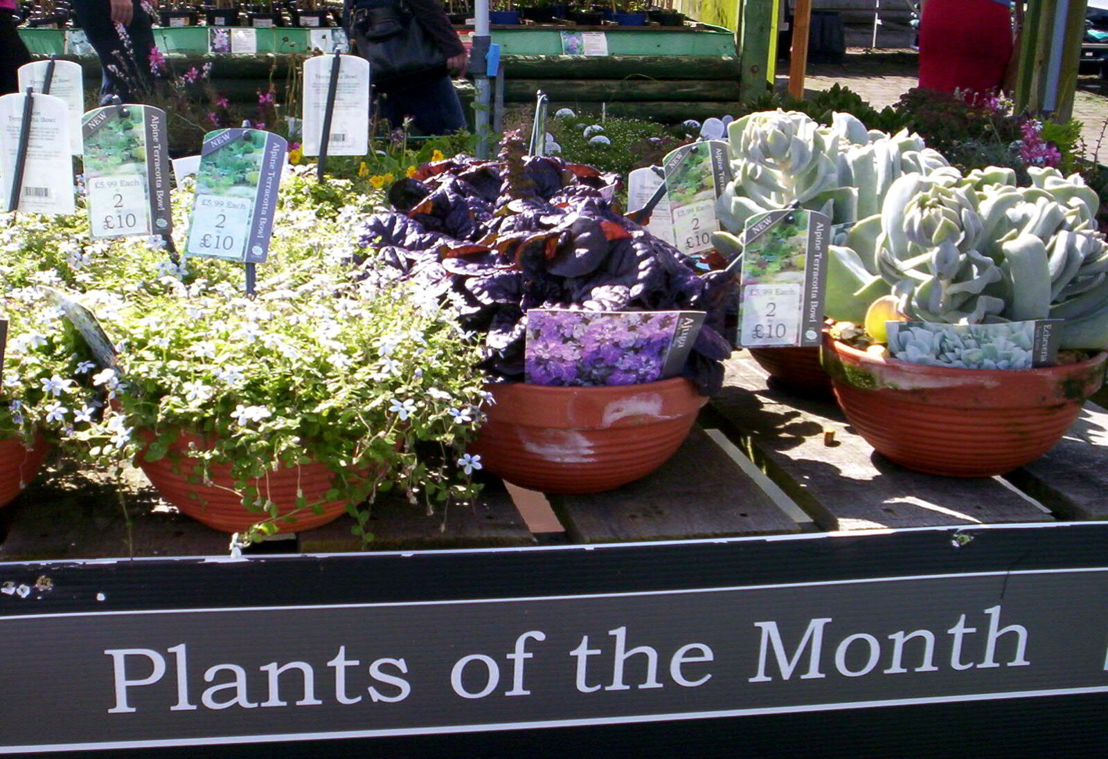 Kodak EASYSHARE C300 DIGITAL CAMERA sample photo. Plants, pots, sign, summer photography