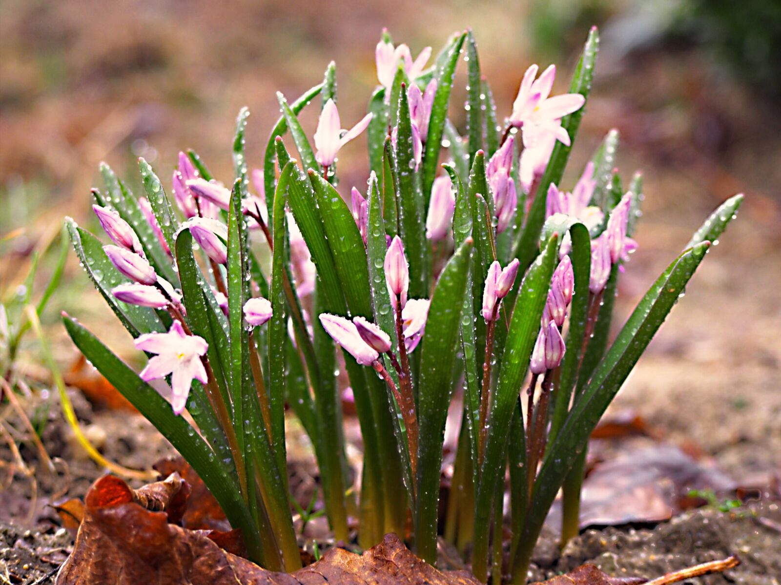 Olympus PEN E-PL5 sample photo. Flowers, spring, garden photography