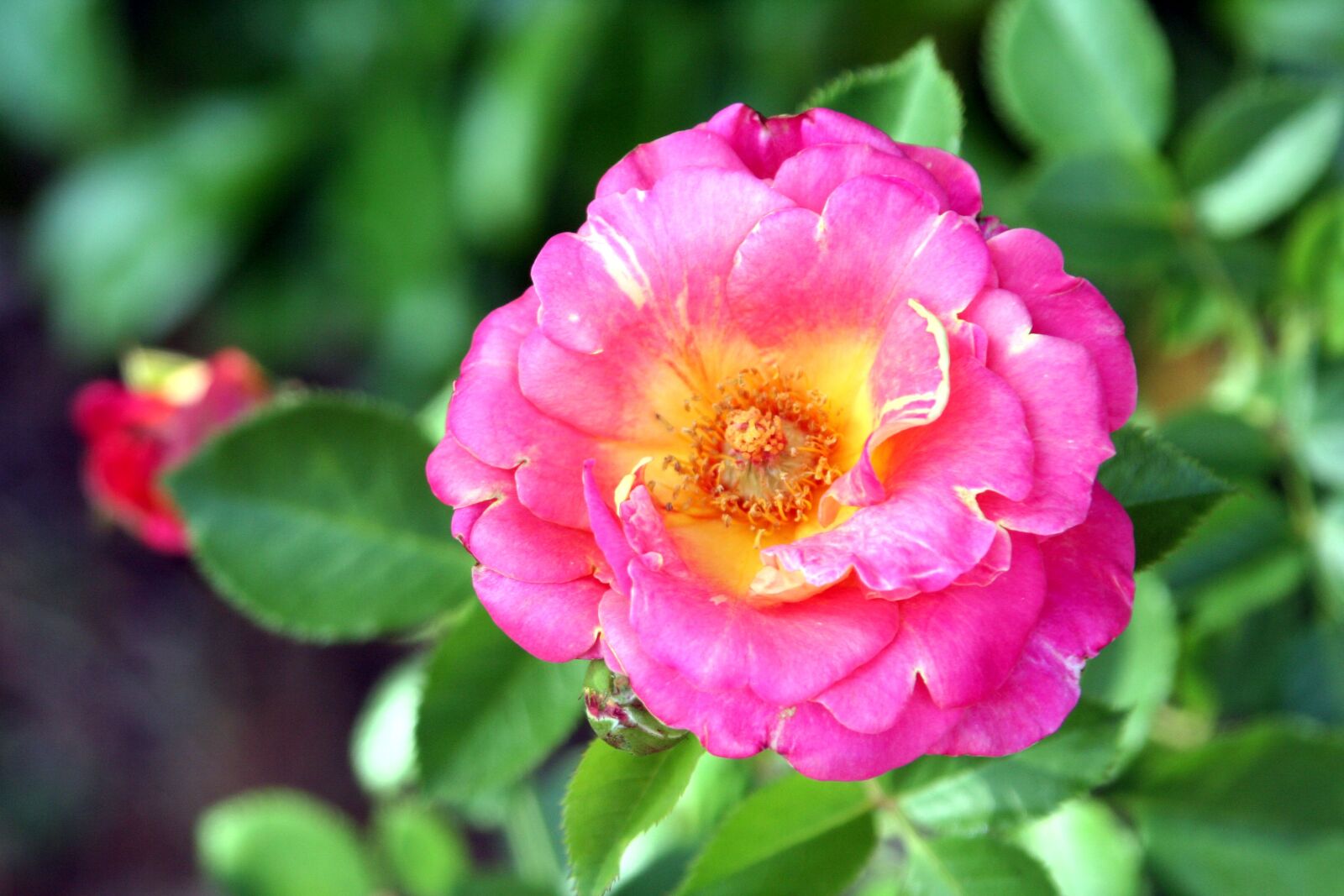 Canon EOS 350D (EOS Digital Rebel XT / EOS Kiss Digital N) sample photo. Flower, pink, garden photography