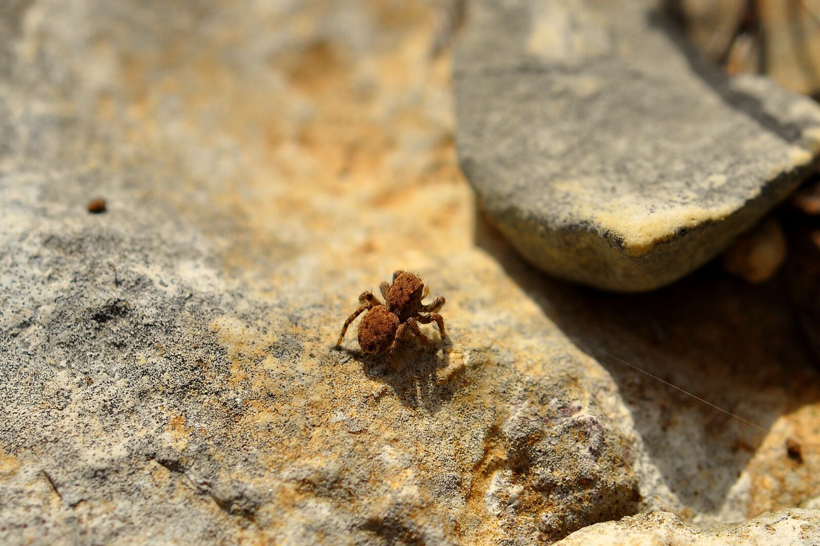 Nikon D90 sample photo. Spider, insects, bugs photography