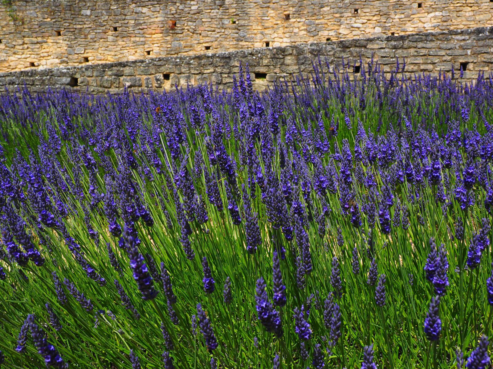 Olympus OM-D E-M1 + Olympus M.Zuiko Digital ED 12-40mm F2.8 Pro sample photo. Lavender, flowers, blue photography