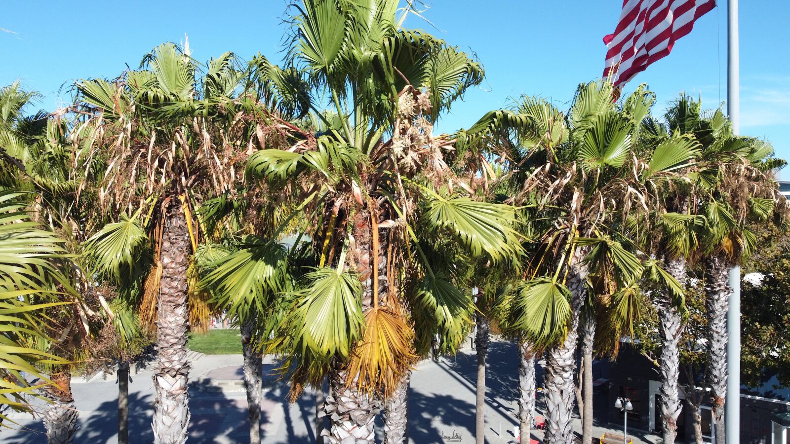 DJI FC7203 sample photo. Trees, palm, landscape photography