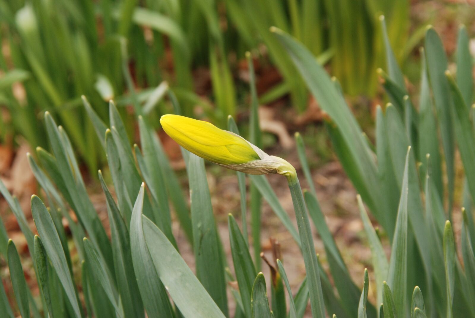 Nikon D80 sample photo. Narcis, button, flower photography