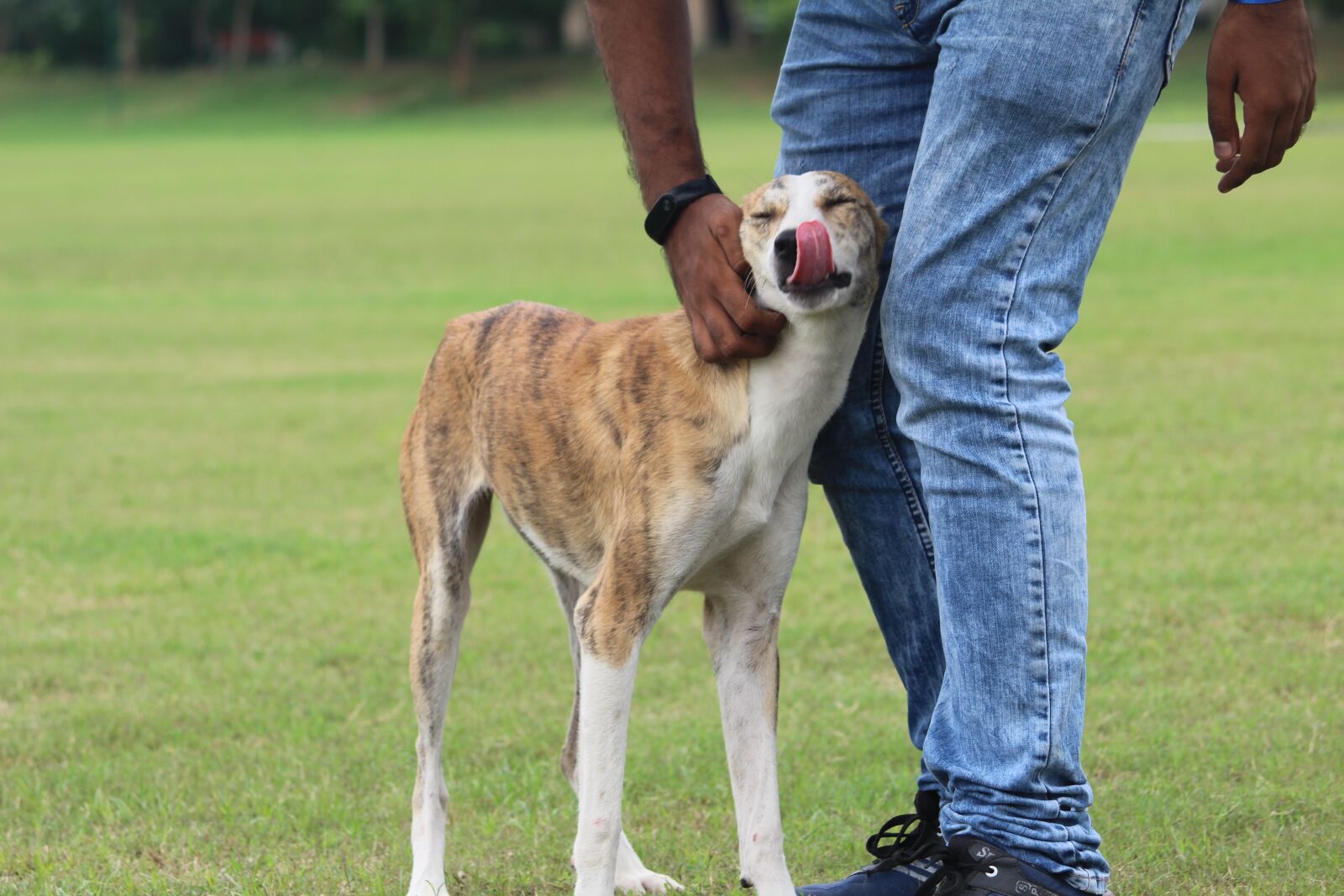 Canon EOS 1200D (EOS Rebel T5 / EOS Kiss X70 / EOS Hi) sample photo. Dog, panting, active photography