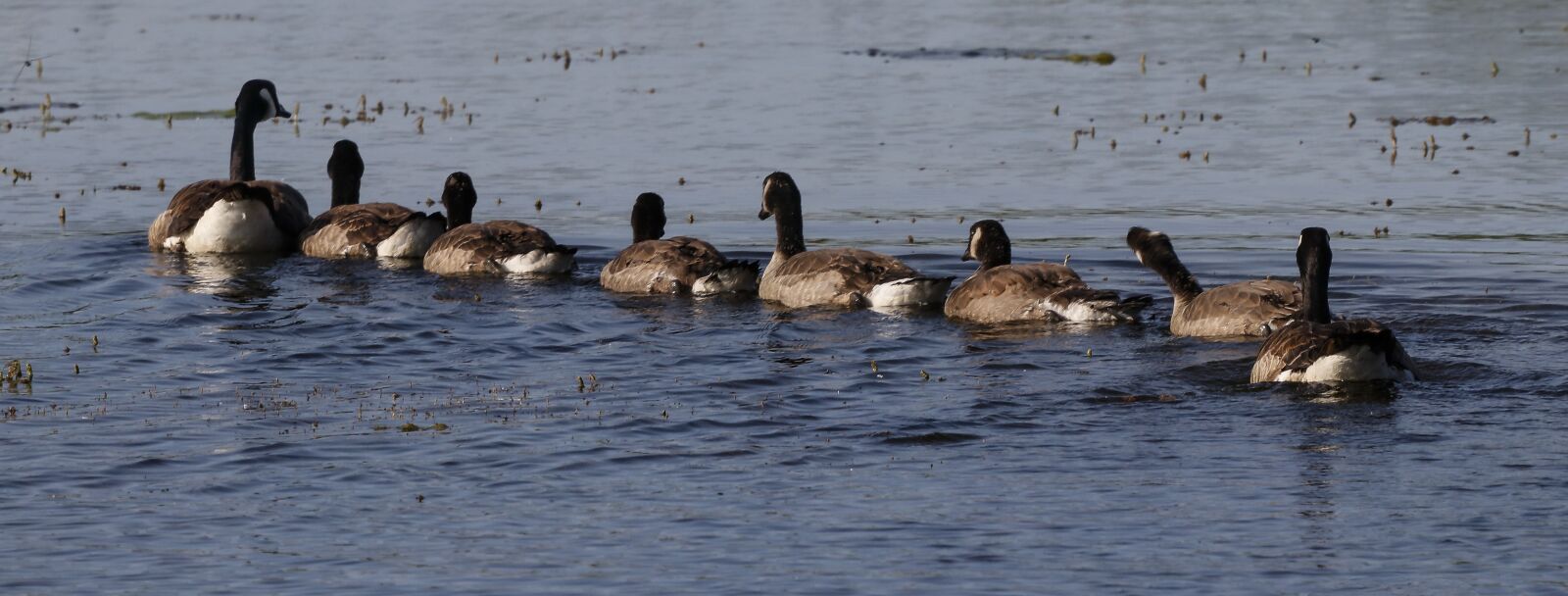 Sigma 100-400mm F5-6.3 DG OS HSM sample photo. Goslings, geese, chicks photography