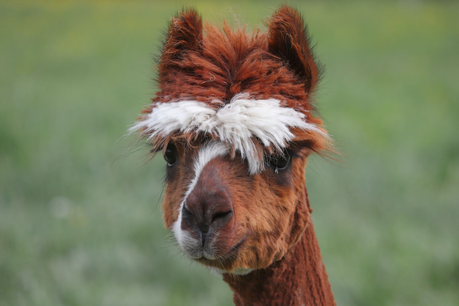 Canon EOS 200D (EOS Rebel SL2 / EOS Kiss X9) sample photo. Alpaca, brown, white photography
